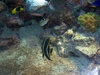 Guadeloupe